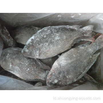 Eksportir IWP Frozen Black Tilapia Specification Fish